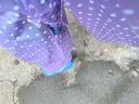 雨滴戀雨衣雨褲套裝女士長(zhǎng)款全身防暴雨防水雨服男電動(dòng)車分體式雨衣 圓點(diǎn)紫【雙帽檐+大口袋+加厚】 大號(hào)【165cm-180】 曬單實(shí)拍圖