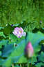 尼康（Nikon）尼康鏡頭Z卡口半畫幅系列 Z50-250mm f4.5-6.3變焦鏡頭 官方標(biāo)配 曬單實拍圖