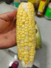 【精品甜玉米】新鮮水果玉米現(xiàn)摘嫩玉米黃金水果玉米整箱 1.8-2斤帶箱 2-3根 300g起/根 曬單實(shí)拍圖