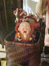 歡喜小將 鐘馗彌勒月老財(cái)神關(guān)公 開(kāi)運(yùn)好物 解壓不倒翁 桌面擺件 關(guān)公不倒翁 曬單實(shí)拍圖