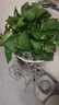 小冤家綠蘿盆栽室內(nèi)花卉綠植綠籮水養(yǎng)花卉盆景桌面辦公客廳水培大葉綠色 精品180#綠蘿1盆裝【買2盆送1盆】 曬單實(shí)拍圖