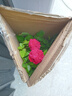 墨一灌木月季花苗特大花盆栽薔薇四季開花 紅色達(dá)芬奇 40cm 源頭直發(fā) 曬單實拍圖