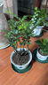 御春閣小葉紫檀樹苗黑骨茶室內(nèi)陽臺盆栽花卉綠植耐寒四季常青微景觀樁形 大號5根一盆30厘米高左右 曬單實(shí)拍圖