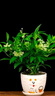 九里香盆栽夜來香花樹苗植物室內(nèi)外陽(yáng)臺(tái)庭院驅(qū)蚊四季開花好養(yǎng)易活 多色【包】盆+肥 店長(zhǎng)：精品八年苗4顆【開花爆滿 曬單實(shí)拍圖