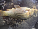 老鬼（OLDGHOST）魚(yú)餌大福壽羅非腥味湖庫主攻大非巨非釣魚(yú)專(zhuān)用餌料南極蝦粉魚(yú)食料 【3包裝】大福壽 曬單實(shí)拍圖