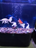 純種臺灣蝴蝶鯉魚好養(yǎng)耐活淡水冷水觀賞魚金魚錦鯉大尾大鰭活體 純種火紅【蝴蝶鯉】18-20厘米1條 曬單實拍圖