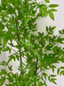 瑯闕仿真植物南天竹落地盆栽仿生綠植擺件客廳沙發(fā)邊家居裝飾盆景假樹 1.6米南天竹+U型花盆白色 曬單實拍圖