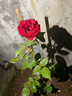 京悠雨黑巴克玫瑰花苗月季花苗四季開(kāi)花帶花苞盆栽老樁樹(shù)苗玫瑰花種花卉 【云南直發(fā)】黑巴克中苗130#原土盆(月月開(kāi))云 曬單實(shí)拍圖