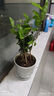 沭之美茉莉花盆栽花卉植物室內(nèi)客廳陽臺 茉莉5株+塑料螺紋盆 源頭直發(fā) 曬單實拍圖