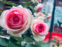 百圖betu女裝夏季新款T恤印花圖案短袖寬松百搭T恤上衣女2404T32 粉紅 S 曬單實(shí)拍圖