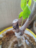 陜西臨潼火晶柿子樹(shù)苗嫁接軟甜無(wú)核柿子苗南北方庭院盆栽地栽種植 火晶柿子樹(shù)苗 5年高品質(zhì)苗【當年結果】1棵 曬單實(shí)拍圖