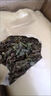 北京同仁堂貓須草北京同仁堂腎茶的功效與作用化石草野生云南貓須草袋泡茶 精選貓須草1000··克【2斤裝】 曬單實(shí)拍圖