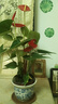 繽賢紅掌盆栽綠植花卉鴻運(yùn)當(dāng)頭白掌一帆風(fēng)順室內(nèi)好養(yǎng)活四季開花水培 特級(jí)大號(hào)紅掌2株原盆+肥料 #28 曬單實(shí)拍圖