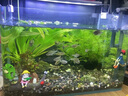 ZOZX德國品質(zhì)魚缸除藻劑去苔劑凈青苔清除劑褐藻去除神器綠水綠藻絲藻 高分子濃縮【1瓶100?！烤G藻不再生 曬單實拍圖