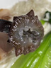 小兵海參即食海參大連深海遼刺參獨立包裝化凍即食遼參官方旗艦店 6斤裝 大頭（5-6只/斤） 曬單實拍圖
