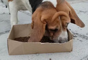 犬嘉樂(lè)馬爾濟(jì)斯犬專用狗糧幼犬成犬通用美毛鮮肉無(wú)谷凍干犬糧5斤10斤裝 鮮肉犬糧【添加十種鮮肉凍干】 2.5kg 五斤實(shí)惠裝 曬單實(shí)拍圖