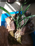 劉閣蘭花蘭花苗建蘭四季蘭老君荷濃香室內(nèi)花卉盆栽 4苗帶花苞裸根源頭直發(fā) 曬單實(shí)拍圖