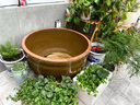 初構想（CHUGOUXIANG）老式水缸家用土陶魚(yú)缸加厚大號睡蓮盆荷花缸碗蓮缸烏龜缸庭院大缸 5斤蓮花缸【矮胖型】無(wú)花紋 曬單實(shí)拍圖