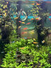 寵小俠純種孔雀魚觀賞魚好養(yǎng)耐活淡水小型魚熱帶魚鳳尾熱帶魚小魚苗 練手孔雀2-3cm60條（40送20備損 曬單實(shí)拍圖