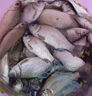 魚(yú)誘野釣餌料一包搞定免拌釣魚(yú)餌料全能腥香鯽魚(yú)鯉魚(yú)草魚(yú)黑坑垂釣通殺 二袋【店長(cháng)推薦】 曬單實(shí)拍圖