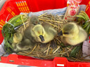 潮汕正宗獅頭鵝苗純種一斤特大種汕頭獅頭鵝活苗小獅頭鵝成年幼苗 3只（每只3兩左右） 曬單實(shí)拍圖