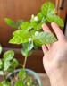 萬般宜植物復(fù)活液大樹強(qiáng)力復(fù)活營(yíng)養(yǎng)液生根壯苗發(fā)芽劑發(fā)財(cái)樹枯樹爛根專用 【花卉植物通用】 500ml 1瓶 曬單實(shí)拍圖