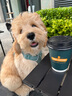 拉夫威爾ruffwear福朗特胸背狗狗胸背帶大小型犬拉布拉多背心式牽引背帶 河巖綠 S 曬單實(shí)拍圖