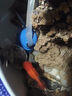 亞峰（yafeng）底吸潛水泵魚缸水泵抽水泵小型低音過濾器循環(huán)泵底吸泵吸糞泵家用 6W 防干燒+水管 曬單實拍圖