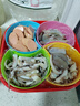 彈指鮮生 冷凍魷魚須魷魚爪 八爪魚足火鍋燒烤夜宵 500g(凈重) 曬單實拍圖