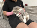 淘正防貓抓手套寵物防咬加長(cháng)耐撕咬抓狗狗鸚鵡小寵專(zhuān)用勞保工業(yè)手套 【40cm加長(cháng)】【1雙】防貓抓咬手套【女款小一碼】 曬單實(shí)拍圖
