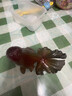 千居惠蘭壽金魚變色茶寵小擺件精品可養(yǎng)茶玩錦鯉小胖魚可愛茶臺裝飾茶桌 變色茶寵-蘭壽金魚 曬單實拍圖