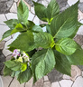 泰西絲無(wú)盡夏繡球花苗盆栽開(kāi)花卉綠植寒室內陽(yáng)臺庭院老樁鮮花 無(wú)盡夏繡球 含加侖盆 曬單實(shí)拍圖