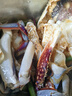 舟山梭子蟹鮮活特大野生大螃蟹新鮮冷凍海鮮水產(chǎn)海蟹飛蟹白蟹順豐 7-9兩/只【5斤凈重 特大肥壯】 曬單實(shí)拍圖