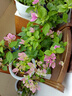 三角梅盆栽帶花劍樹苗室內(nèi)陽臺重瓣飄枝垂絲老樁四季開花爬藤花卉 【帶花發(fā)貨 收到即賞】紅櫻大苗 45-50cm左右（原盆帶土發(fā)貨） 曬單實拍圖