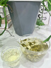 樂品樂茶茉莉飄雪茉莉花茶葉冷泡特級濃香碧螺春2025新茶橫縣新茶綠茶250g 曬單實拍圖