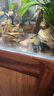 CRAZY PLANT大型孔雀魚大號5cm觀賞魚活魚苗熱帶淡水耐活金魚特大號精品鳳尾 天選之母賽級 4-5cm（共8條） 曬單實拍圖