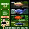 云峰海瑞 小型熱帶魚觀賞魚活體紅綠燈魚淡水水族魚寵物虎(四間魚)皮魚 曼龍月光組合（共10條） 曬單實拍圖