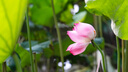 索尼（SONY）FE 24-105mm F4 全畫(huà)幅標(biāo)準(zhǔn)變焦微單相機(jī)G鏡頭 E卡口(SEL24105G) 曬單實(shí)拍圖