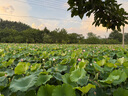 寶瑩（Persil）進(jìn)口洗衣液9大酵素8.8斤家庭裝99%除菌除螨抑菌強(qiáng)效去污護(hù)色 曬單實(shí)拍圖