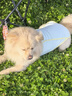 MIKI PAD大狗狗涼涼衣夏天防曬涼感衣服金毛邊牧中大型犬寵物薄款透氣背心 薄荷藍(lán)【經(jīng)典款】涼感防曬 5XL胸圍80cm（參考體重45-55斤） 曬單實(shí)拍圖