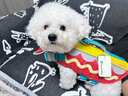 TOUCHDOG寵物狗狗游泳衣救生衣夏海邊泳池戶外安全牽引大中小型犬 黃色 M碼【建議15-30斤】 曬單實拍圖