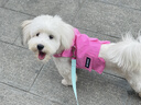 MIKI PAD狗狗衣服小型犬夏季薄款衣服戶外馬甲春秋透氣泰迪比熊可牽引 玫紅馬甲 S胸圍30cm（參考體重1-4斤） 曬單實(shí)拍圖