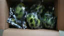 香水檸檬新鮮水果海南青檸檬水果奶茶店專用單果60-180g 香水檸檬  帶箱2斤 曬單實(shí)拍圖