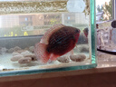 瀚幻三湖慈鯛中大型活體熱帶觀(guān)賞魚(yú)馬鯛伊巴卡藍六間非洲王子藍面財神 血鉆紅寶石5-7cm1條 曬單實(shí)拍圖