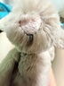 Jellycat害羞邦尼兔系列包包掛飾掛件動物毛絨玩偶送禮娃娃生日新婚禮物 米色 One Size 曬單實(shí)拍圖