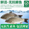 太湖?！緹o(wú)抗 鮮活鯽魚(yú)】孕產(chǎn)婦兒童食材 仿野生淡水河魚(yú)類(lèi)生鮮 2條裝-中魚(yú)（總重約1.2斤+ 曬單實(shí)拍圖