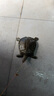 無(wú)上佳品釣甲魚(yú)神器釣老鱉王八甲魚(yú)鉤套裝釣具水魚(yú)黑魚(yú)鉤地插線組成品歪 8米12套【中號(hào)彎鉤】精美盒裝 其他 曬單實(shí)拍圖