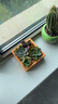 花藝萌多肉植物組合室內小盆栽手工diy套餐桌面綠植微景觀拼盤創(chuàng)意擺件 （love 木盒）四顆隨機發(fā) 含盆 曬單實拍圖