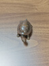 古葉家居實心純黃銅烏龜擺件把玩工藝品中式家居飾品銅龜擺件客廳茶寵銅龜 【實心/小號】長9.5*寬4.5*高3CM 曬單實拍圖