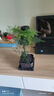 佰花錦文竹桌面盆栽新中式綠植辦公室客廳盆景茶臺(tái)臥室好養(yǎng)綠植花卉植物 【送方底座】文竹+pvc舍得盆+黑沙石鋪面 20-30cm 曬單實(shí)拍圖